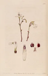 Illustration of Pogonia ophioglossoides  (as syn. Pogonia pendula)